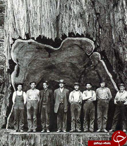  قطع درختی تنومند که 20 روز طول کشیده+عکس