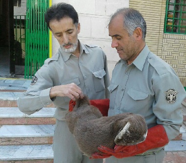 لاشه یک قلاده شنگ در سواحل بندرترکمن یافت شد.