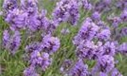 جای خالی صنایع تبدیلی گیاهان دارویی در گلستان