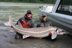 ایجاد یکصد مزرعه پرورش ماهیان خاویاری در استانهای شمالی