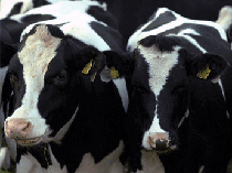 شکسته شدن کمر تولید ملی زیر فشار