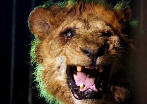  فیلم / اینجا توحش را جای حیات وحش جا می‌زنند و می‌فروشند!  