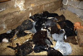 ۱۵۰ راس گوسفند بر اثر سیل در آذرشهر تلف شدند