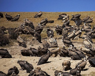 هدیه عجیب تبتی ها به کرکسها +عکس