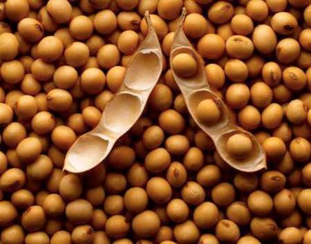 حدود 100 سویاکار گلستانی امروز در مقابل کارخانه محل خرید تضمینی تجمع کردند