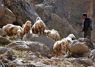 کمبود آب و علوفه دو مشکل حاد عشایر گلستان 