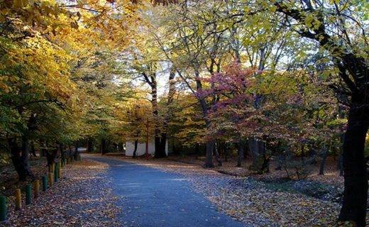 پارک جنگلی قرق؛ زیستگاه گوزنهای قرمز ایرانی