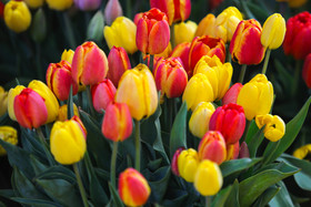 گرگان میزبان جشنواره گل و گیاهان زینتی