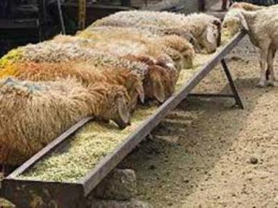 110میلیارد ریال تسهیلات پرواربندی دام به عشایر گلستان پرداخت شد