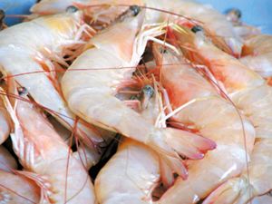 تکذیب معدوم سازی 7هزار تن میگو