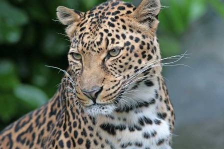 اجرای برنامه ملی حفاظت پلنگ ازسال 95/ تلف شدن 166پلنگ در 8 سال گذشته