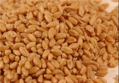 شرایط اقلیمی مناسب امسال کشت زودهنگام گندم در گلستان را به دنبال داشت