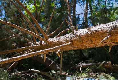 خسارت ۸۰۰ میلیونی تندباد به برق مازندران/ راه ها باز است