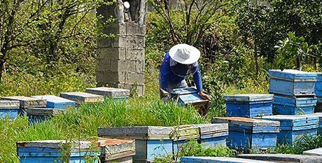 سالیانه ۶۴۴ تن عسل در استان قزوین تولید می شود