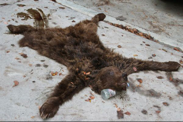 عدالت خواهان گلستان ,خرس قهوهای ,حفاظت محیط زیست ,استان گلستان ,محیط زیست ,ستاد,تصویر ,خرس, قهوه ای, کشتار, گلستان