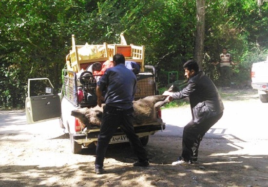 کشف و ضبط لاشه یک رأس گراز در پارک ملی گلستان + تصاویر