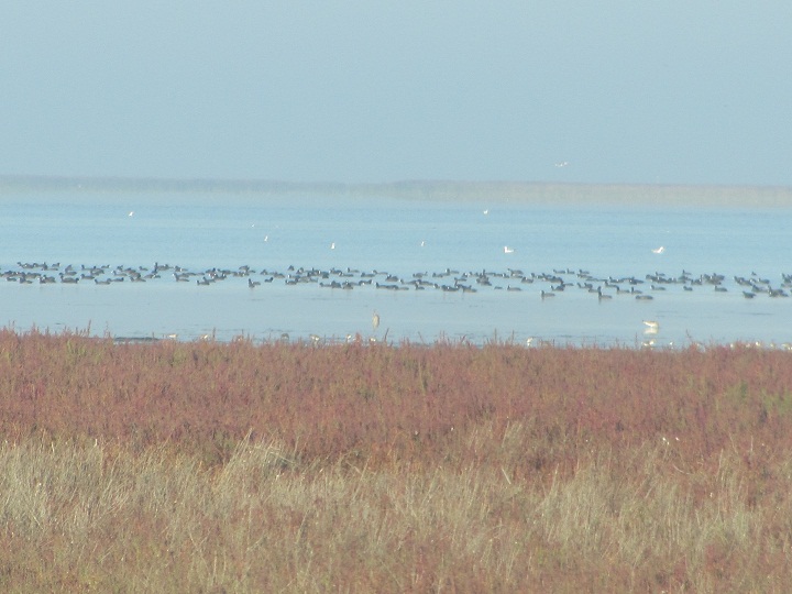 گزارش تصویری از بندرترکمن