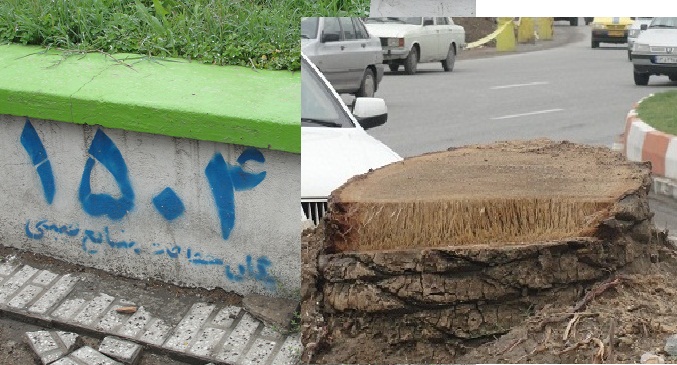 قطع بیش از 50 درخت توسط شهرداری گرگان