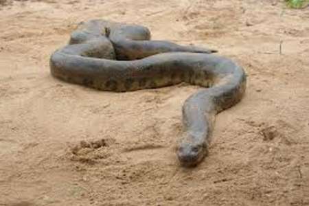 مار عظیم الجثه در عبادتگاه پناه گرفت