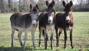 بازار داغ خرید و فروش الاغ در روستاها