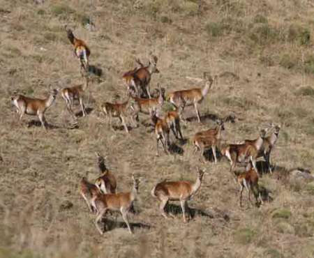 4 مامورمحیط زیست آمل در درگیری با شکارچیان متخلف مصدوم شدند