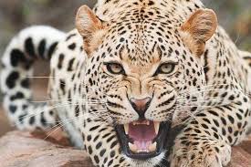 حمله پلنگ به چوپان در جنگل هاي سوسرا آزادشهر