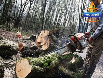 با روند فعلی ۶۰ سال دیگر تمام جنگلهای ایران نابود میشوند