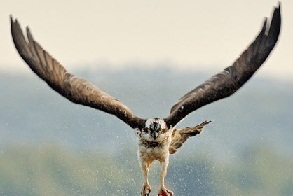 هفت شکارچی غیرمجاز در گنبدکاووس دستگیر شدند