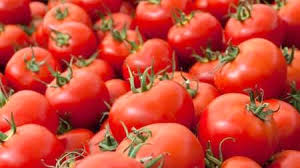 استفاده از هورمون در گوجه فرنگی؟!