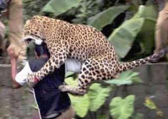 یک قلاده پلنگ، چوپانی را در منطقه ' پل غربی ' در نوارمرزی بخش داشلی برون شهرستان گنبدکاووس استان گلستان مجروح کرد.