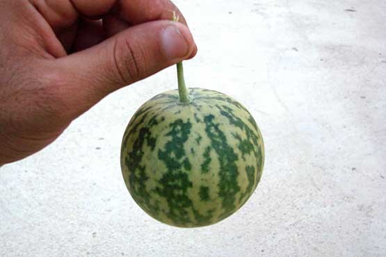 درباره هندوانه ابوجهل چه می‌دانید؟ 