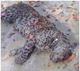 کشف لاشه یک قلاده پلنگ جوان در ارتفاعات جنگلی شهرستان بندرگز