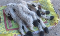 در پدیدهای نادر گوسفندی با هشت پا و سه گوش در شهرستان خاش متولد شد.