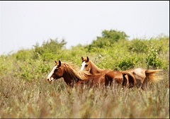 بومیهای جزیره آشوراده اجازه کوچکترین ساخت و سازی را ندارند / تصمیمهای متفاوت از دولتهای مختلف برای آشوراده