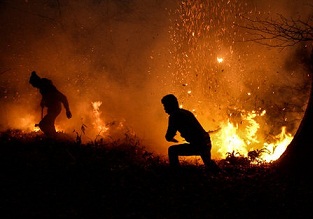 آتش در جنگل