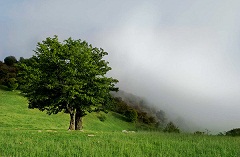 منابع طبیعی، ثروت های ملی و محیط زیست میراث پدری کسی نیست