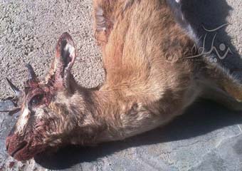 طی 10 روز گذشته توسط خودروهای عبوری؛ یک پلنگ، آهو و گراز وحشی در پارک ملی گلستان تلف شدند + تصاویر