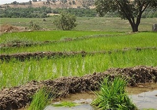 نماینده مردم غرب گلستان در مجلس: طرح کشت شالی در سواحل استان گلستان اجرا میشود