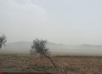 معاون استاندار عنوان کرد: خشک شدن درختان تبریز در نتیجه ریزگردهای نمکی دریاچه ارومیه