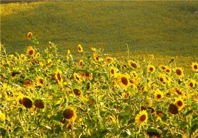 توسعه کشت دانه‌های روغنی در اولویت‌های وزارت جهادکشاورزی گلستان
