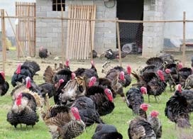تصاویر/ پرورش بوقلمون در راستای اقتصاد مقاومتی آق قلا