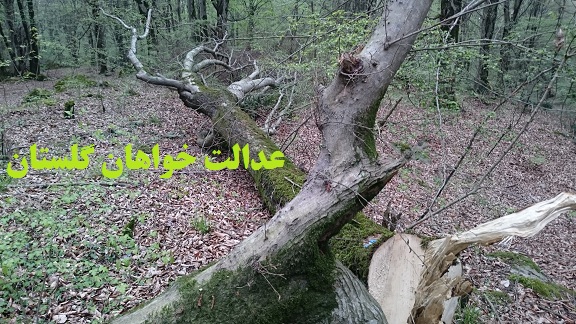 آقای استاندار ! در جنگل کارکنده  بندرگزچه می گذرد؟