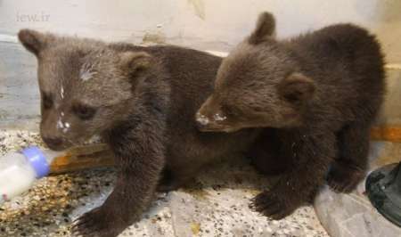 تحویل دو توله خرس قهوه ای توسط اهالی روستای دهنه زرین گل شهرستان علی آباد به محیط زیست گلستان