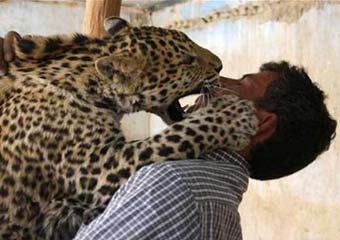 درگیری جوان کلاله ای با پلنگ