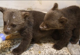 یک توله کفتار، دو توله خرس و چهار توله گربه جنگلی توسط کشاورزان و دامداران منطقه مربوطه تحویل اداره محیط زیست استان گلستان شدند