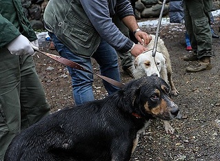 یک بام و دو هوای اصلاح طلبان/ برای سگ کشی صدایشان در می آید ولی برای کودکان یمنی نه!