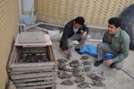 کشف 54 قطعه پرنده کوکر از شکارچیان متخلف در بندرترکمن