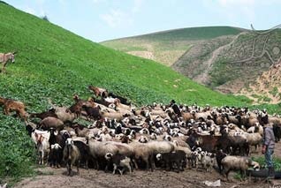 تعرض به هزاران هکتار از مراتع شرق گلستان / رجبی: از تغییر سرجنگلدار یلی بدارق اطلاع ندارم ! + تصاویر