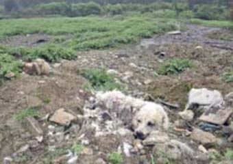 رها کردن لاشه سگ ها در هزارپیچ/ معاون خدمات شهرذلری: برای دفن لاشه ها کوتاهی شده که دیگر تکرار نخواهد شد 