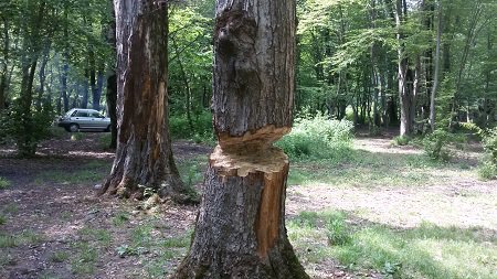  روش دردناکی برای قطع درختان استان گلستان